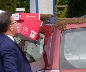 Rój pszczół zaatakował auto