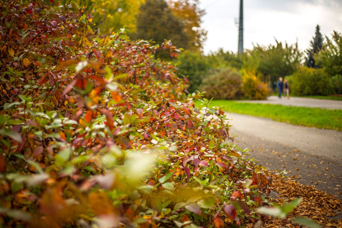 Park Śląski jesienią jest naprawdę piękny