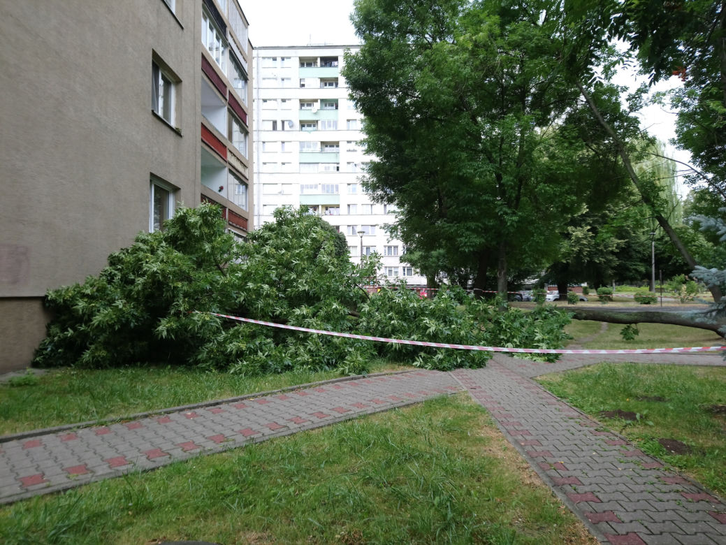 Drzewo runęło na blok i chodnik w Krakowie
