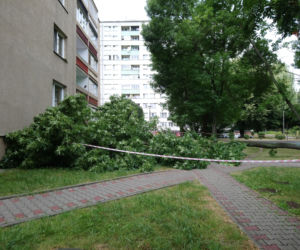 Drzewo runęło na blok i chodnik w Krakowie
