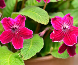 Skrętnik (Streptocarpus)