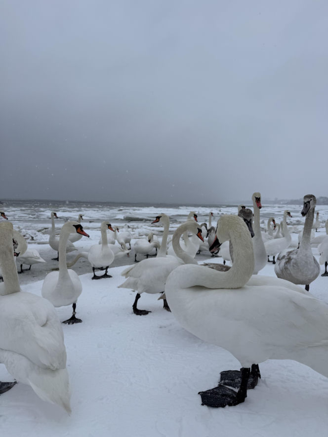 Bałtyk zimową porą, uchwycony w kadrach