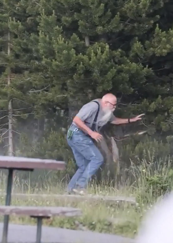 Atak bizona w Parku Narodowym Yellowstone