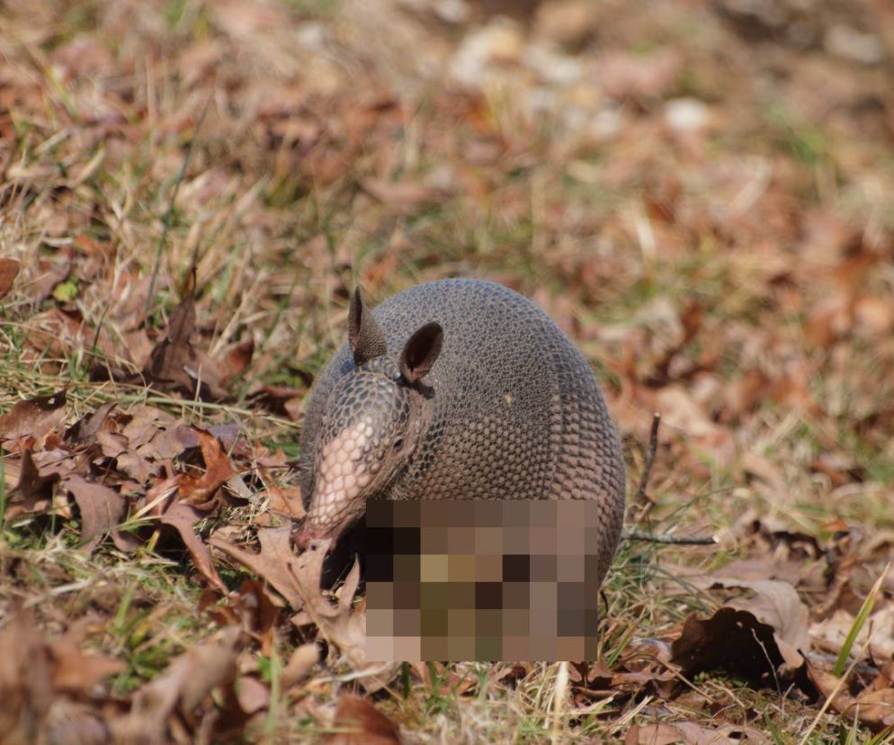 Jednym ze zwierząt, które ma pokazać swojego penisa, jest pancernik