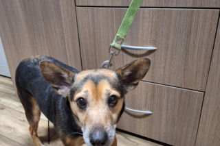 Skandal w Legnicy! Przywiązali psy do płotu schroniska i odjechali. Poznajesz je?