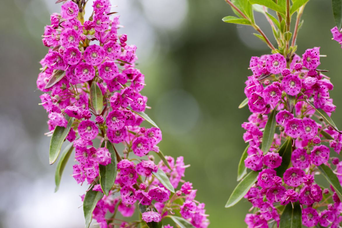 Kalmia w ogrodzie