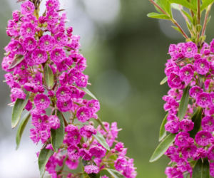 Kalmia