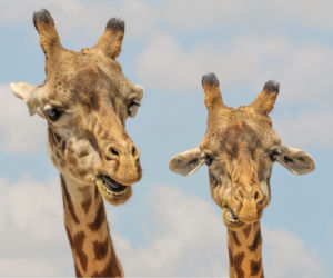Wizyta w zoo