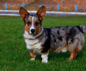 Welsh Corgi Cardigan 