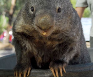 WOMBAT GIGANT