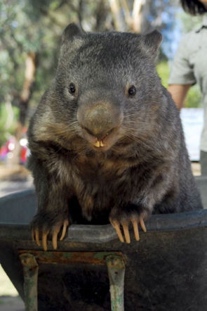 WOMBAT GIGANT
