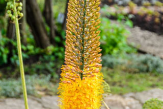 Pustynnik olbrzymi - Eremurus robustus