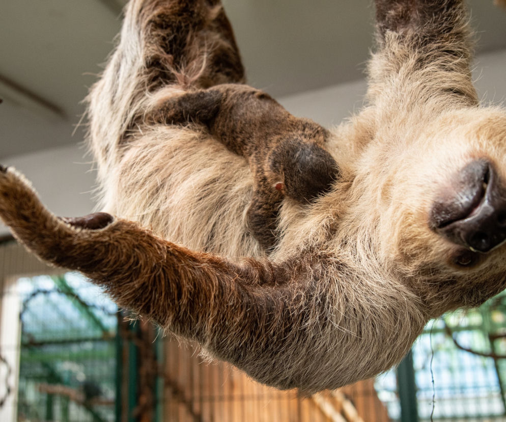 Wrocławskie zoo szuka imienia dla młodego leniwca