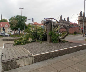 Ktoś zniszczył charakterystyczne drzewko na placu Solidarności