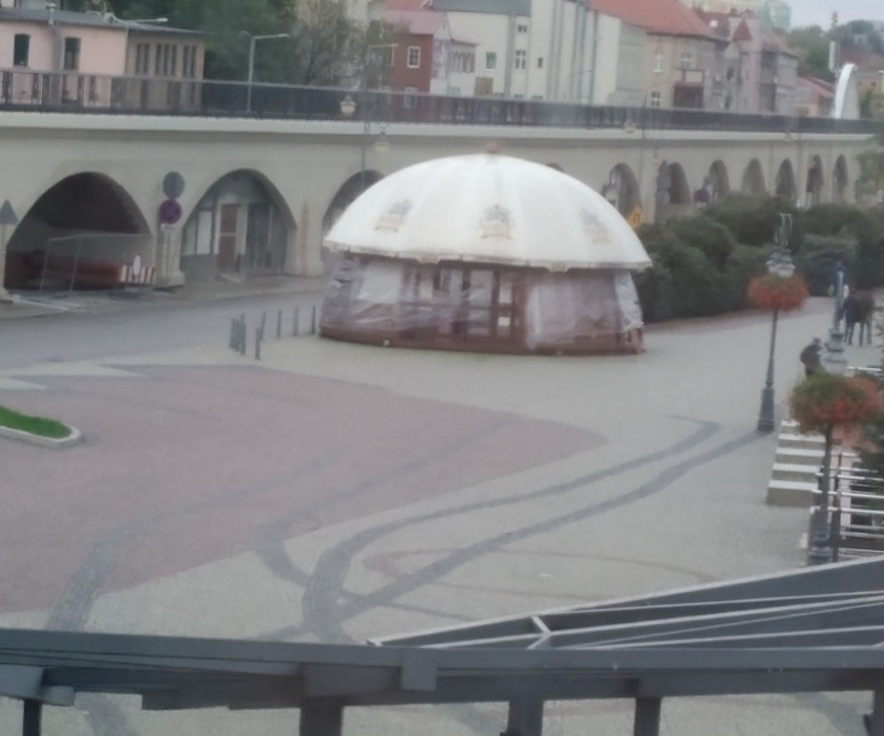 Gorzów grzybek