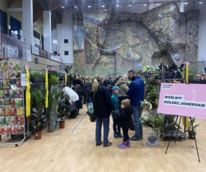 Festiwal Roślin trwa w Nowym Sączu. To coś dla fanów kwiatów i zieleni