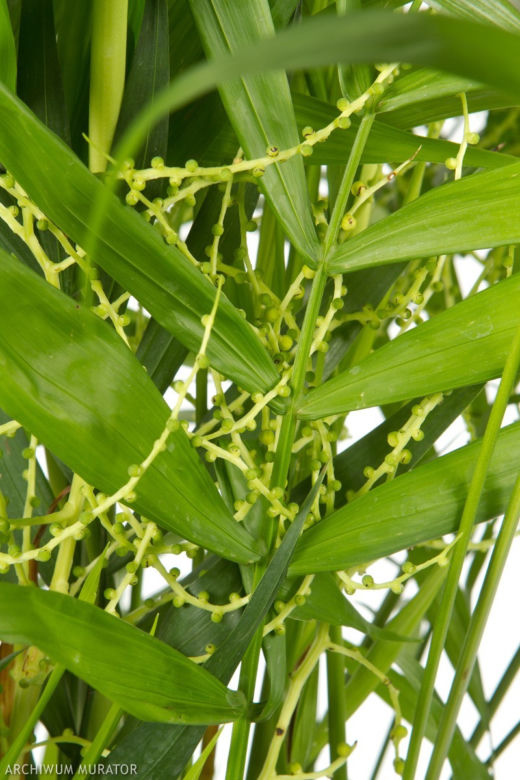 Chamedora