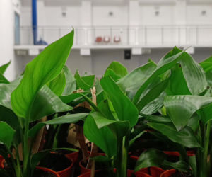 Festiwal Roślin w Enea Arenie