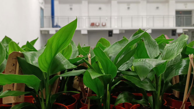 Festiwal Roślin w Enea Arenie