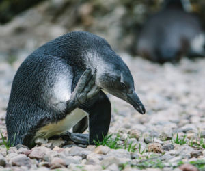4 To pierwszy wykluty w łódzkim zoo pingwin przylądkowy