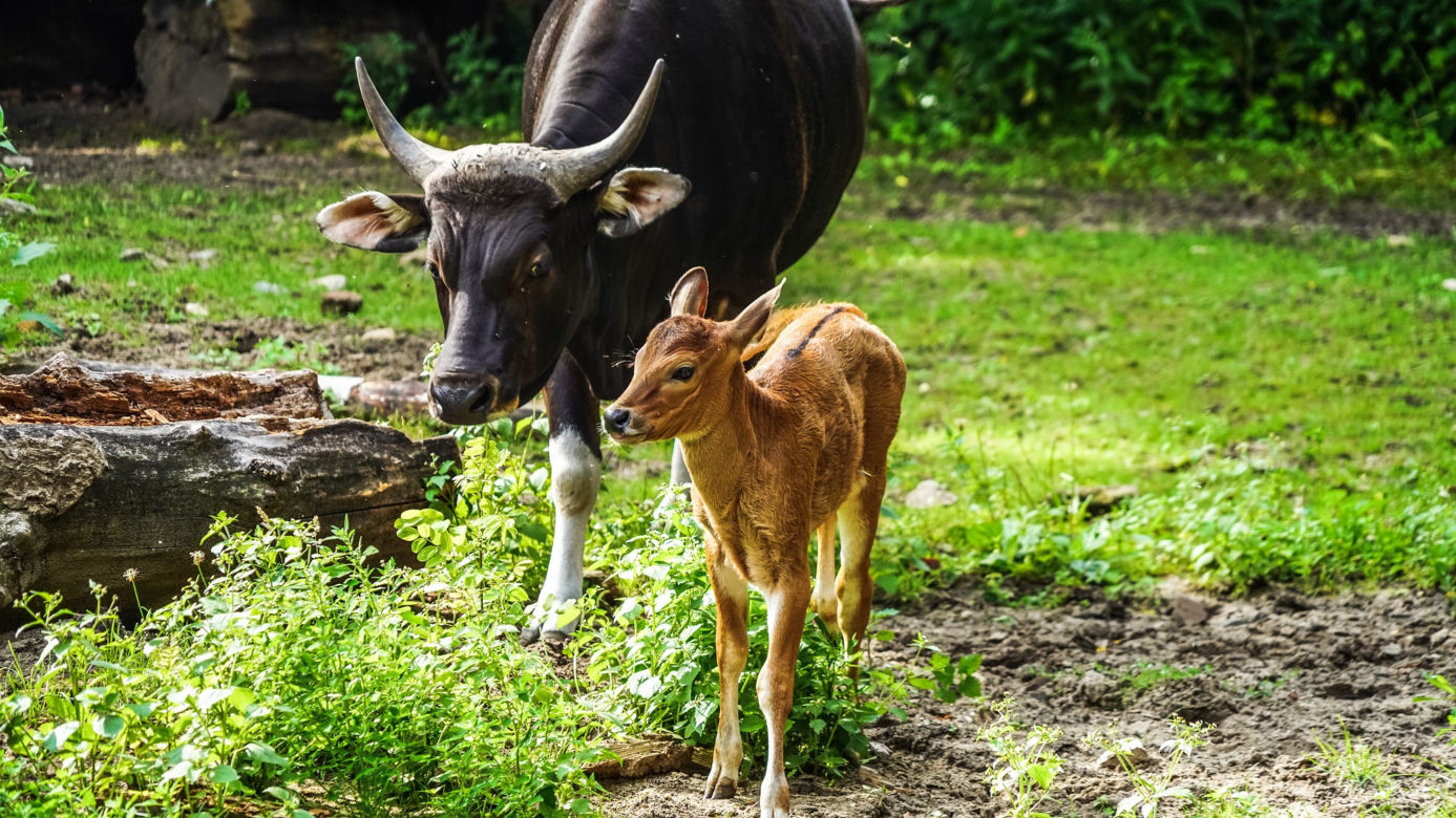 We wrocławskim zoo urodziły się dwa bantengi jawajskie
