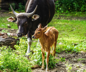 We wrocławskim zoo urodziły się dwa bantengi jawajskie