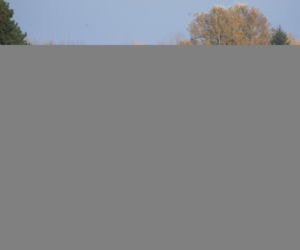 Rozrzutnik poszarpał rolnika