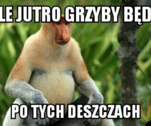 Trwa sezon na grzyby! Oto najlepsze memy o grzybiarzach!