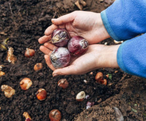 Sadzenie cebulek jesienią