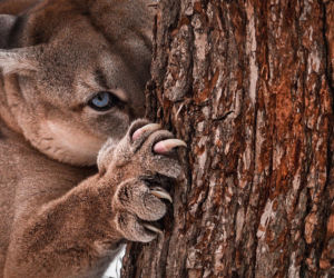 Puma czai się w zachodniopomorskich ostępach! Powołano sztab kryzysowy