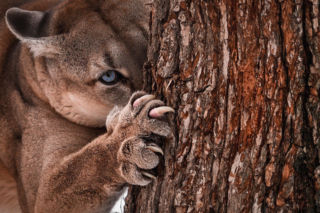 Puma czai się w zachodniopomorskich ostępach! Powołano sztab kryzysowy
