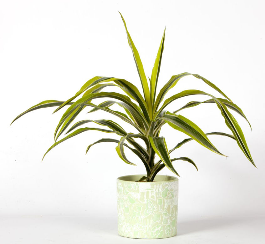 Dracena wonna