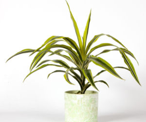 Dracena wonna