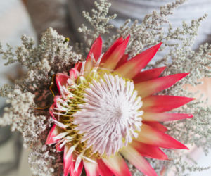 Protea krolewska kwiat