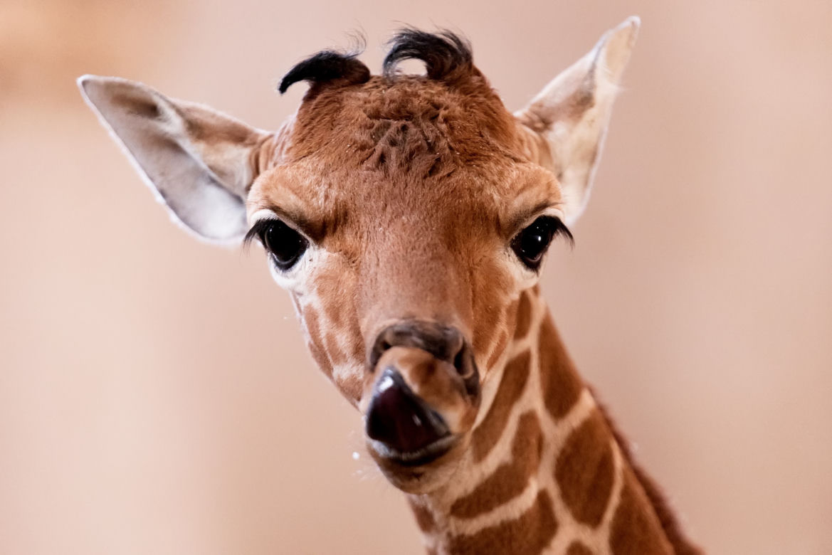 We wrocławskim zoo urodziła się żyrafa