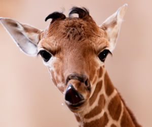 We wrocławskim zoo urodziła się żyrafa