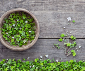 Szczawik zajęczy 