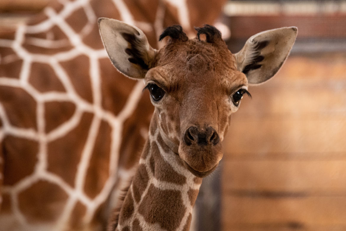 We wrocławskim zoo urodziła się żyrafa