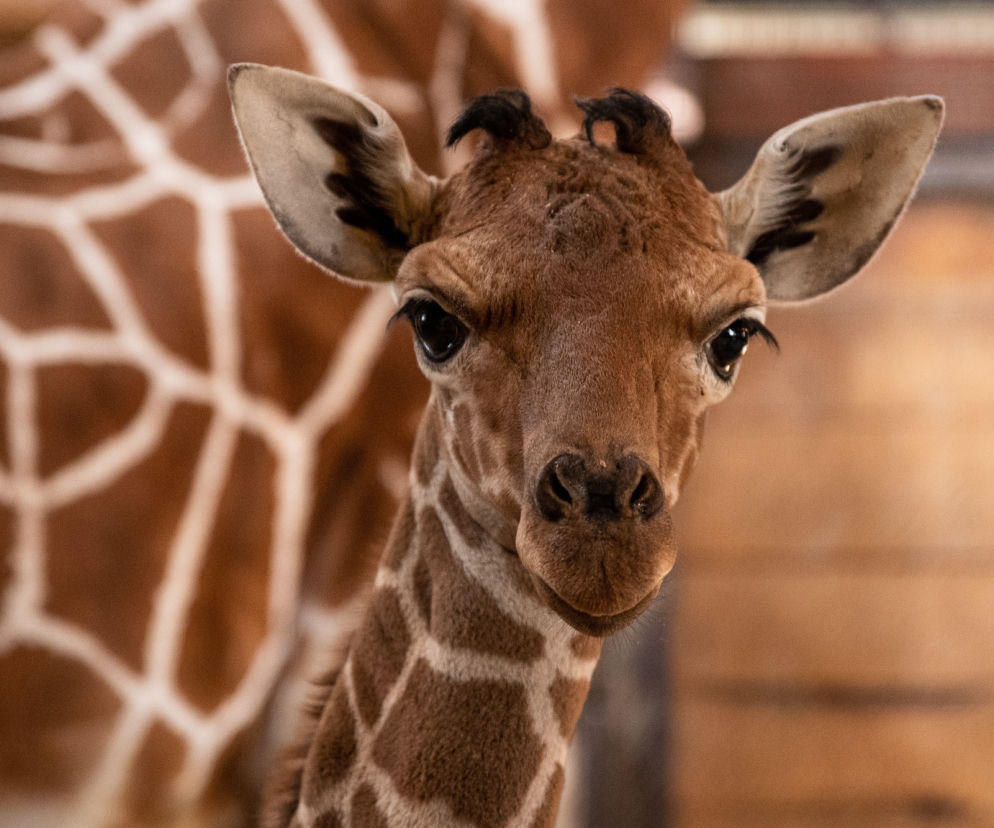 We wrocławskim zoo urodziła się żyrafa