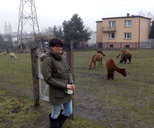 Alpaka Farm