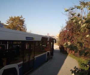 Łabądź podróżował na dachu autobusu