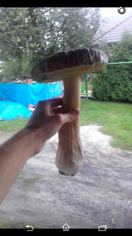 Grzybobranie na Podkarpaciu: Zdjęcia Czytelników
