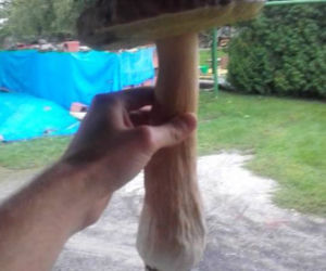 Grzybobranie na Podkarpaciu: Zdjęcia Czytelników