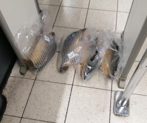 Karpie na podłodze w Carrefourze