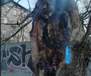Urządził sobie śmietnik w drzewie. O krok od tragedii