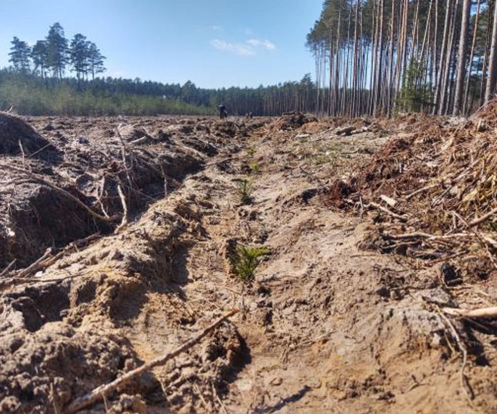 RDLP Piła