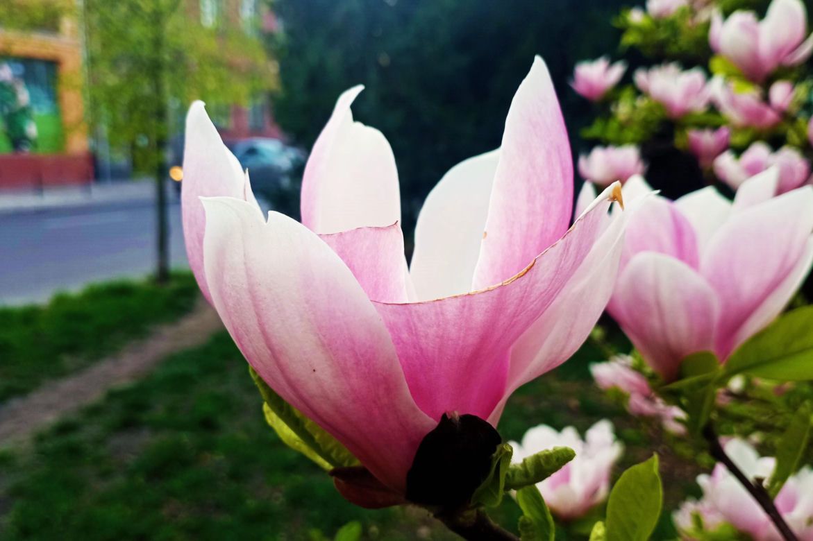 Magnolie w Szczecinie