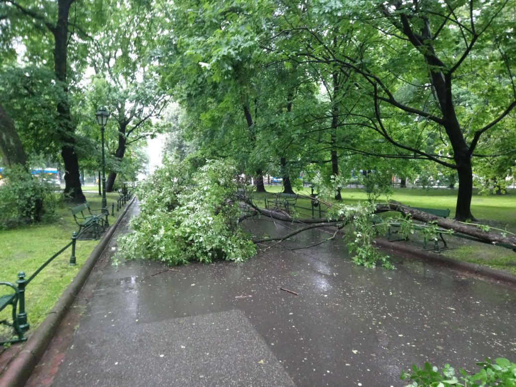 Nawałnica nad Krakowem. Powyrywane drzewa na Plantach