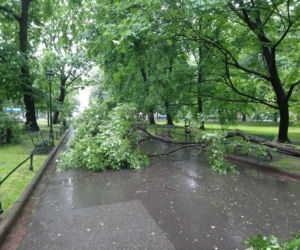 Nawałnica nad Krakowem. Powyrywane drzewa na Plantach