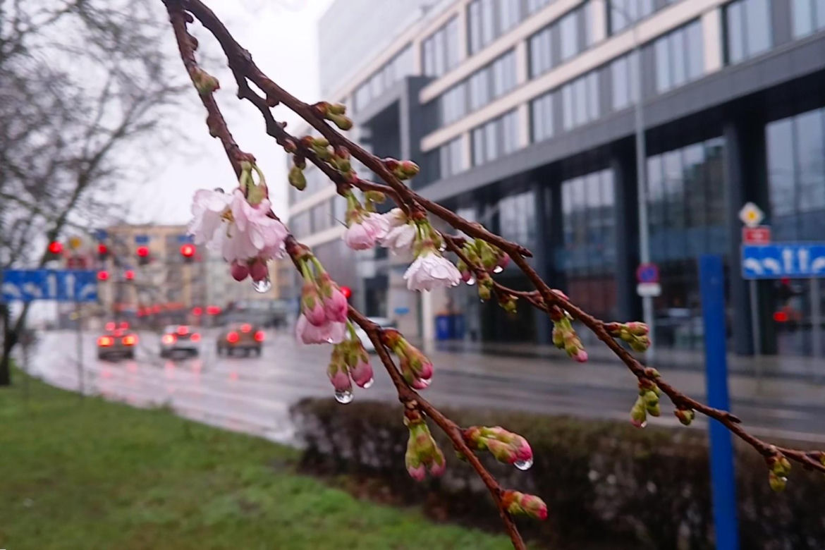 W grudniu w Szczecinie kwitną drzewa